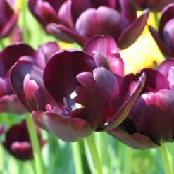 Tulip 'Queen Of Night' -Leaf Sprigs Sales Store x600 14316