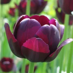 Tulip 'Queen Of Night' -Leaf Sprigs Sales Store x600 14317