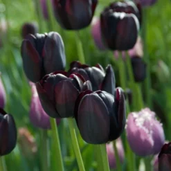 Tulip 'Queen Of Night' -Leaf Sprigs Sales Store x600 14318