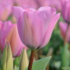 Tulip 'Janis Joplin' -Leaf Sprigs Sales Store x600 14563