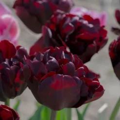 Tulip 'Palmyra' -Leaf Sprigs Sales Store x600 14596