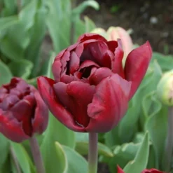 Tulip 'Palmyra' -Leaf Sprigs Sales Store x600 14597