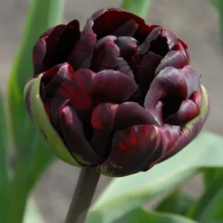 Tulip 'Palmyra' -Leaf Sprigs Sales Store x600 14598