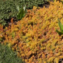 Sedum Rupestre 'Angelina' 10 Sedum Rupestre 'Angelina' -Leaf Sprigs Sales Store x600 14706
