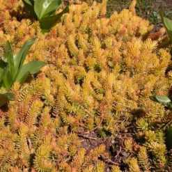 Sedum Rupestre 'Angelina' 11 Sedum Rupestre 'Angelina' -Leaf Sprigs Sales Store x600 14707