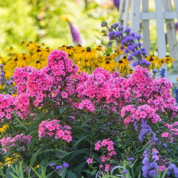 Phlox Paniculata Candy Store® Coral Crème Drop 2 Phlox Paniculata Candy Store® Coral Crème Drop - Image 2
