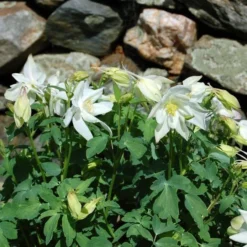 Aquilegia 'Dove' -Leaf Sprigs Sales Store x600 14832
