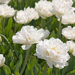 Tulip 'Mount Tacoma' -Leaf Sprigs Sales Store x600 15061