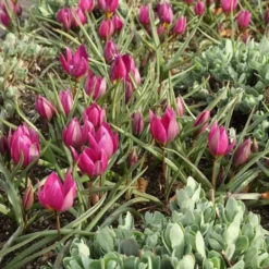 Tulip Humilis 'Eastern Star' 7 Tulip Humilis 'Eastern Star' -Leaf Sprigs Sales Store x600 15100