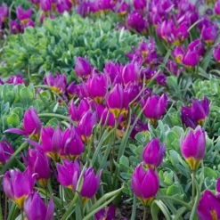 Tulip Humilis 'Eastern Star'