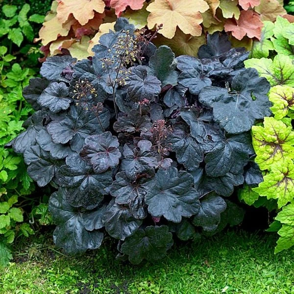 Heuchera 'Obsidian' 2 Heuchera 'Obsidian' - Image 2