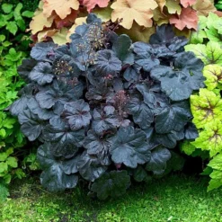 Four Of A Kind Heuchera -Leaf Sprigs Sales Store x600 15300