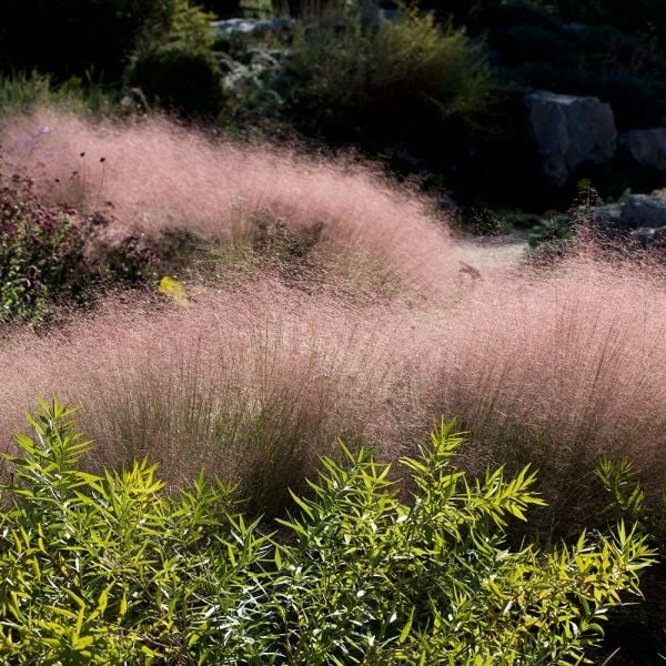 Ornamental Grass: Muhlenbergia Reverchonii Undaunted® 1 Ornamental Grass: Muhlenbergia Reverchonii Undaunted®