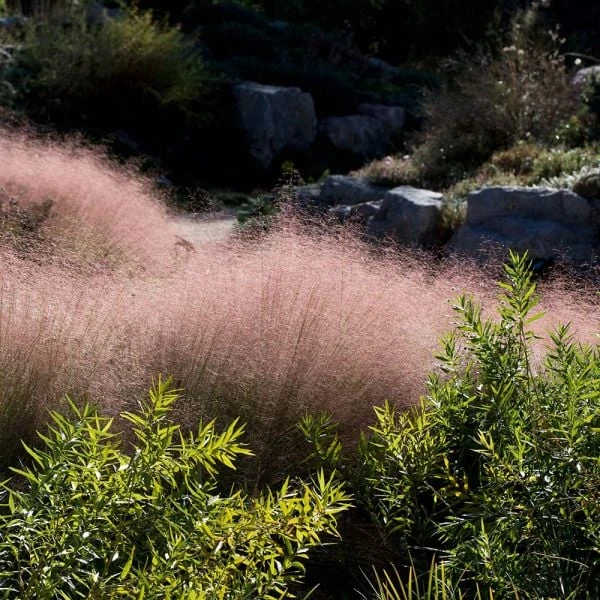 Ornamental Grass: Muhlenbergia Reverchonii Undaunted® 2 Ornamental Grass: Muhlenbergia Reverchonii Undaunted® - Image 2