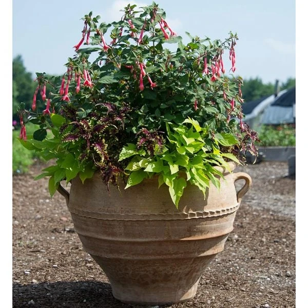 Cretan Pot Kioupi 1 Cretan Pot Kioupi