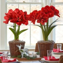 Dark Green Amaryllis Stake -Leaf Sprigs Sales Store x600 16328