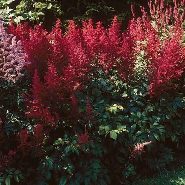 Astilbe X Arendsii 'Fanal' 4 Astilbe X Arendsii 'Fanal' - Image 4