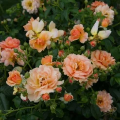 Rose At Last® -Leaf Sprigs Sales Store x600 16510