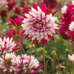 Dahlia 'Rebecca's World' -Leaf Sprigs Sales Store x600 16637