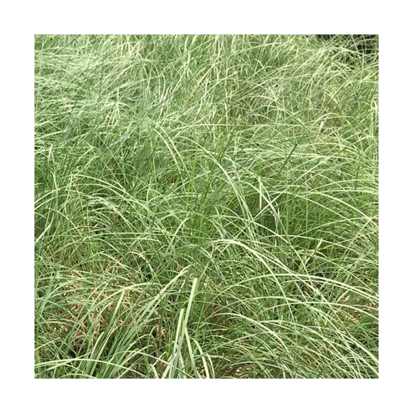 Ornamental Grass: Muhlenbergia Reverchonii Undaunted® 3 Ornamental Grass: Muhlenbergia Reverchonii Undaunted® - Image 3