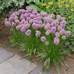 Allium 'Millenium' 8 Allium 'Millenium' -Leaf Sprigs Sales Store x600 17251