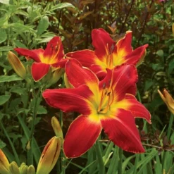 Hemerocallis (Daylily) 'All American Chief' 6 Hemerocallis (Daylily) 'All American Chief' -Leaf Sprigs Sales Store x600 17452