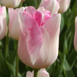 Tulip 'Infinity' 6 Tulip 'Infinity' -Leaf Sprigs Sales Store x600 18025