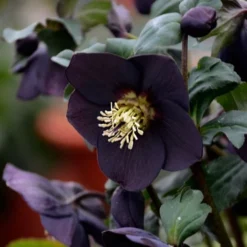 Helleborus Honeymoon® 'New York Night' -Leaf Sprigs Sales Store x600 18058