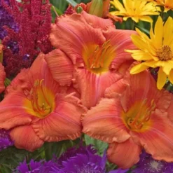 Hemerocallis (Daylily) 'South Seas' - Reblooming 7 Hemerocallis (Daylily) 'South Seas' - Reblooming -Leaf Sprigs Sales Store x600 18065