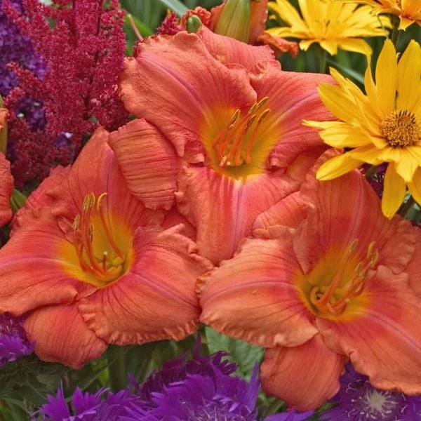 Hemerocallis (Daylily) 'South Seas' - Reblooming 4 Hemerocallis (Daylily) 'South Seas' - Reblooming - Image 4