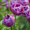 Tulip 'Blue Diamond'