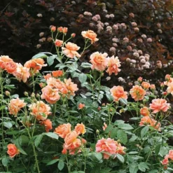 Rose At Last® -Leaf Sprigs Sales Store x600 18576