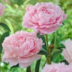 Peony 'Sarah Bernhardt' -Leaf Sprigs Sales Store x600 18587