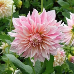 Dahlia 'Café Au Lait' 8 Dahlia 'Café Au Lait' -Leaf Sprigs Sales Store x600 18690