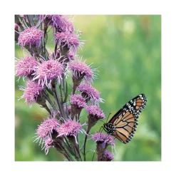 Liatris Ligulistylis -Leaf Sprigs Sales Store x600 19307