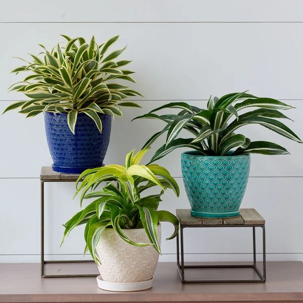 Tangiers Cachepot 3 Tangiers Cachepot - Image 3