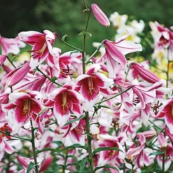 Lilium 'Silk Road' -Leaf Sprigs Sales Store x600 19605