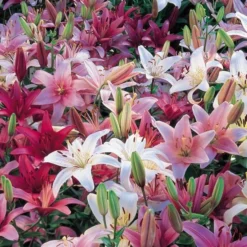Strawberries & Cream Lilium Mix -Leaf Sprigs Sales Store x600 19606