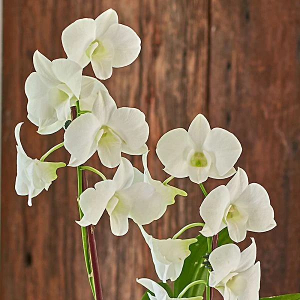 White Dendrobium Orchid Garden In 5" Ceramic Cachepot 1 White Dendrobium Orchid Garden In 5" Ceramic Cachepot