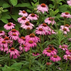 Echinacea Purpurea 'Magnus'
