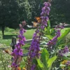 Liatris Ligulistylis