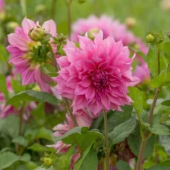 Dahlia 'Café Au Lait Rosé' 7 Dahlia 'Café Au Lait Rosé' -Leaf Sprigs Sales Store x600 20166