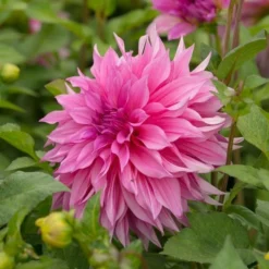 Dahlia 'Café Au Lait Rosé' 8 Dahlia 'Café Au Lait Rosé' -Leaf Sprigs Sales Store x600 20167