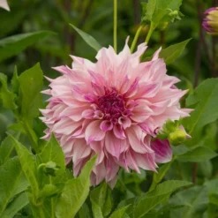 Dahlia 'Café Au Lait Royal' -Leaf Sprigs Sales Store x600 20169