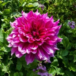Dahlia 'Emory Paul' 5 Dahlia 'Emory Paul' -Leaf Sprigs Sales Store x600 20181