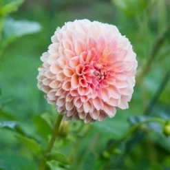 Dahlia 'Linda's Baby' -Leaf Sprigs Sales Store x600 20185