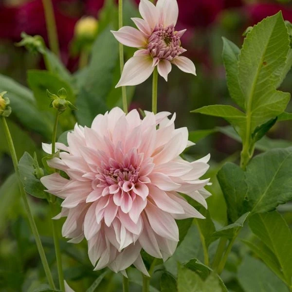 Dahlia 'Café Au Lait' 2 Dahlia 'Café Au Lait' - Image 2