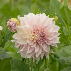 Dahlia 'Café Au Lait' 7 Dahlia 'Café Au Lait' -Leaf Sprigs Sales Store x600 20189