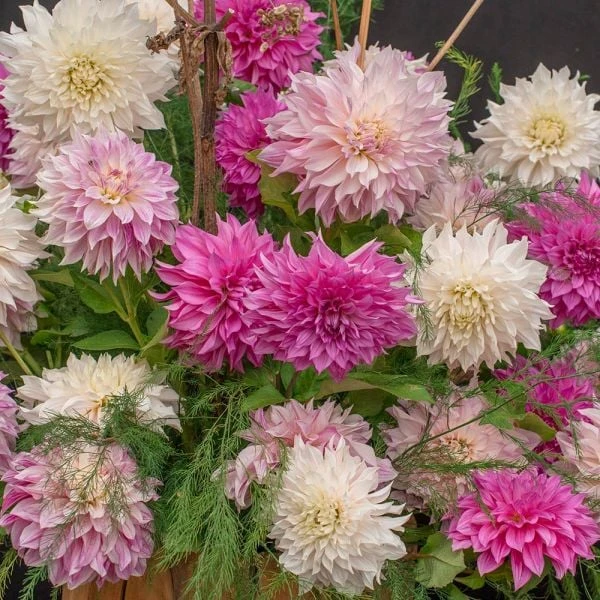 Café Au Lait Trio 1 Café Au Lait Trio