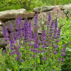 Salvia X Sylvestris 'May Night' -Leaf Sprigs Sales Store x600 20215